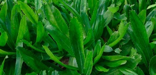 culantro